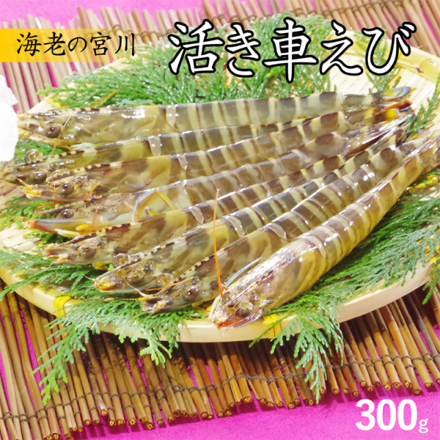宮川の活き車海老300