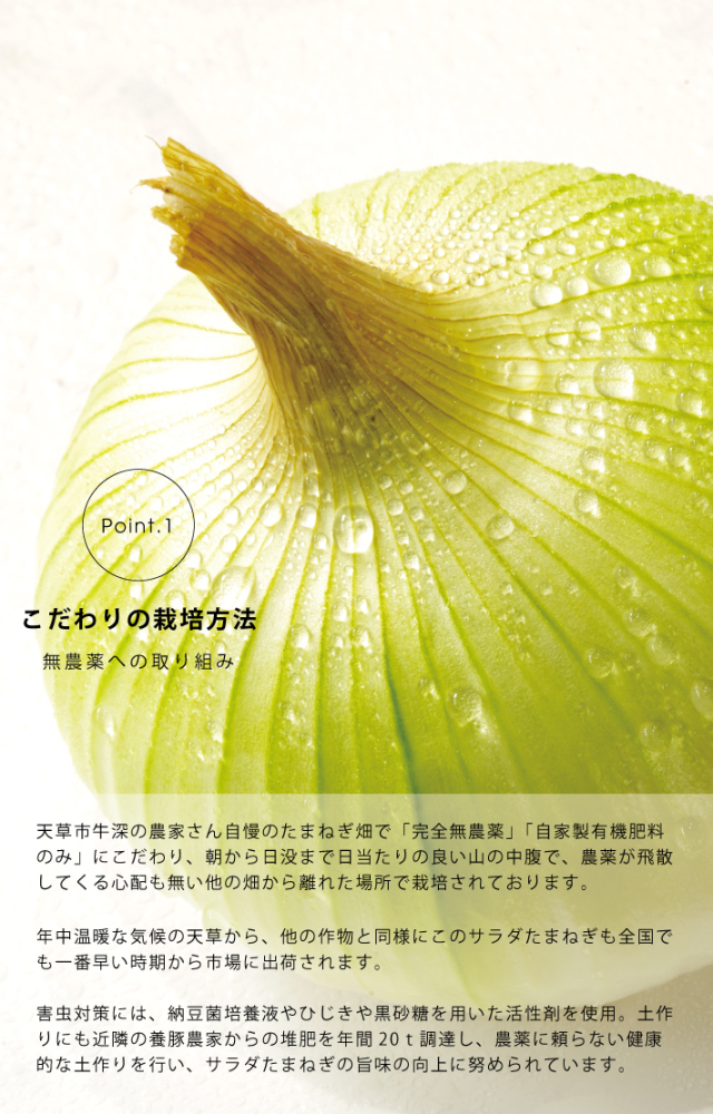 2025年4月出荷／サラダ玉ねぎ 5kg 送料無料
