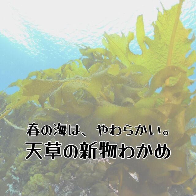 わかめ