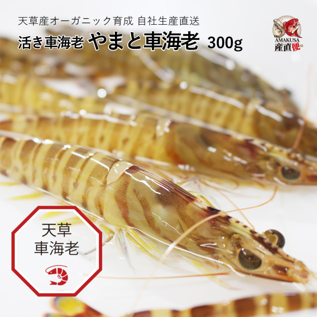 やまと車海老300g