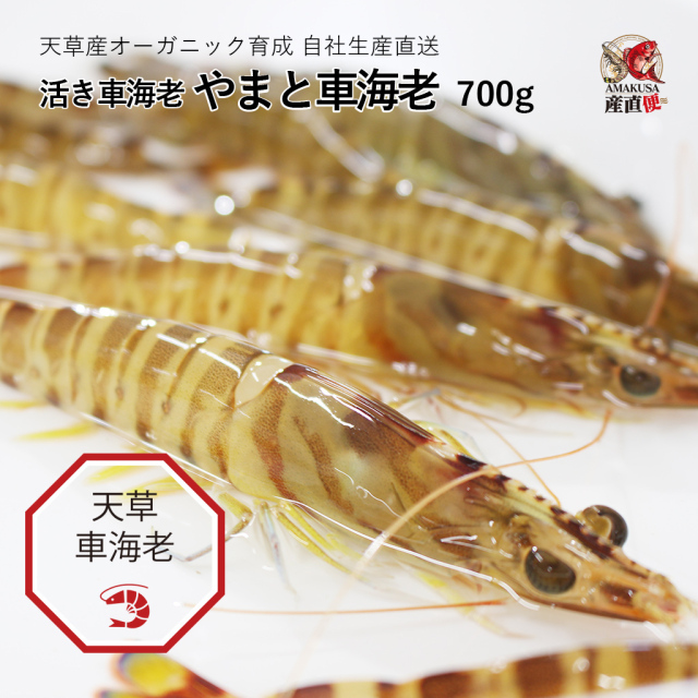 やまと車海老700g