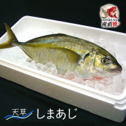 シマアジ