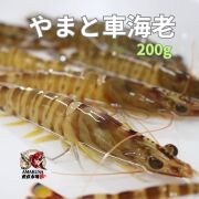 ※予約販売※　R8年11月20日より出荷開始！やまと車海老200g 送料無料 活き車海老 簡易包装