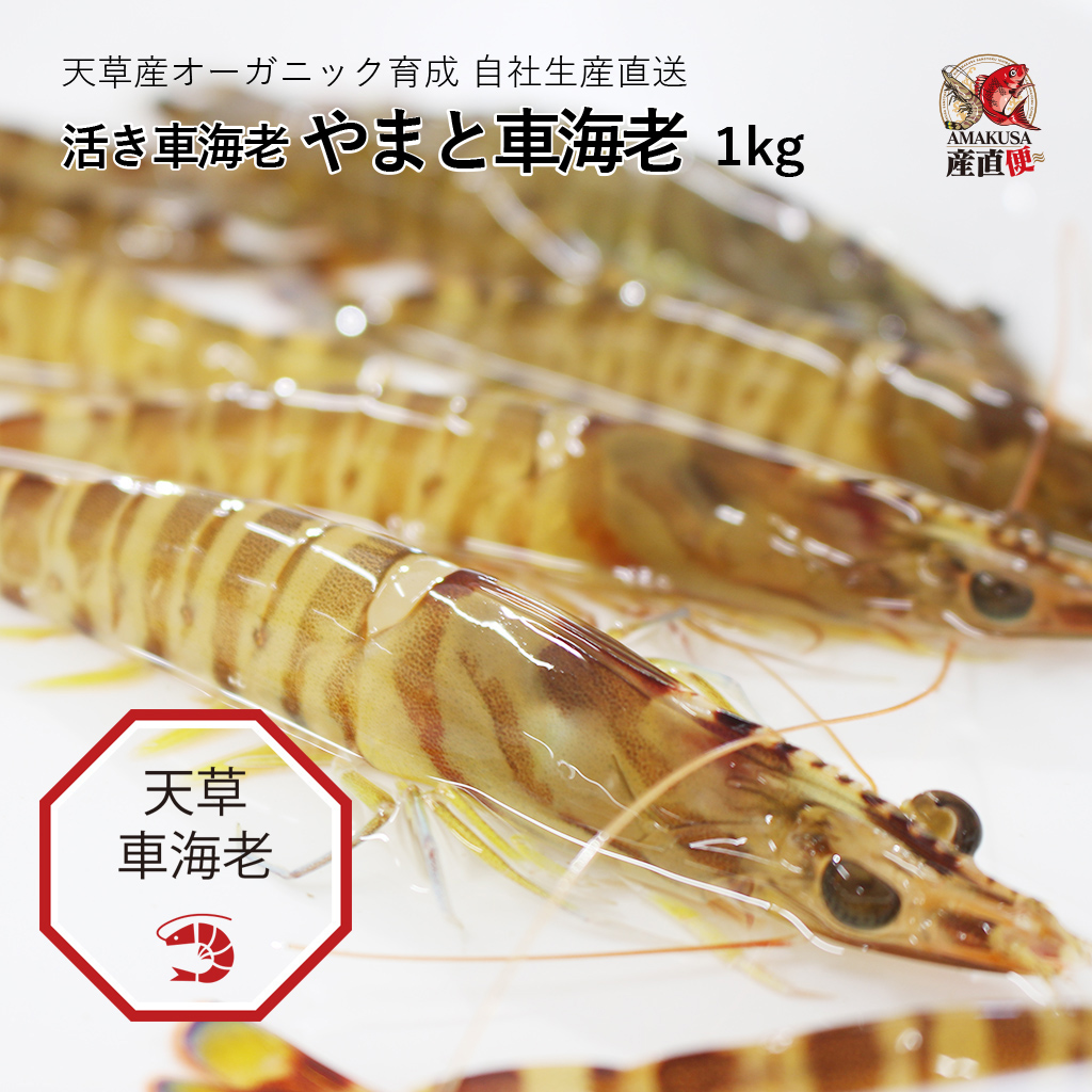 やまと車海老１kg