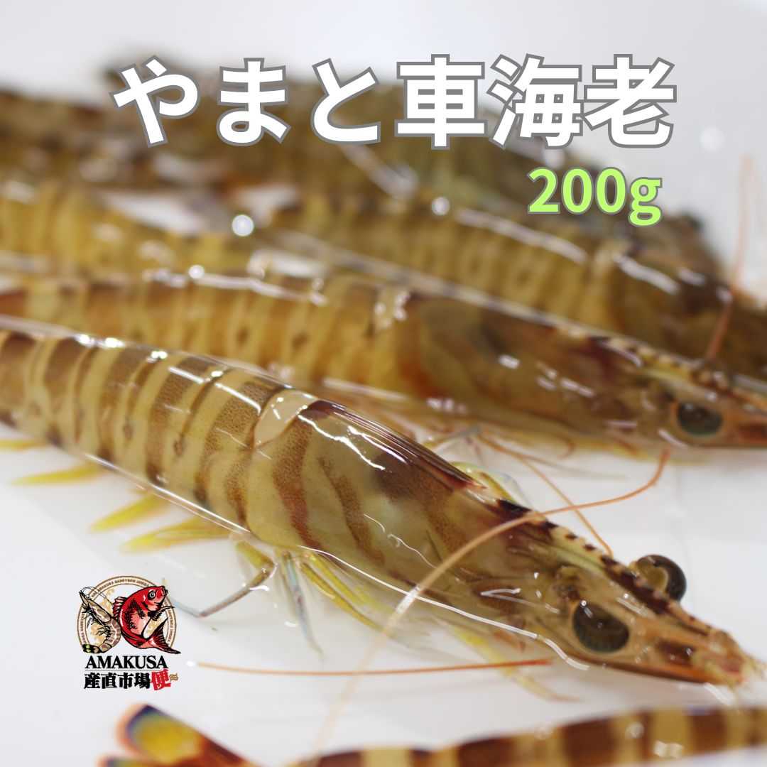※予約販売※　R8年11月20日より出荷開始！やまと車海老200g 送料無料 活き車海老 簡易包装