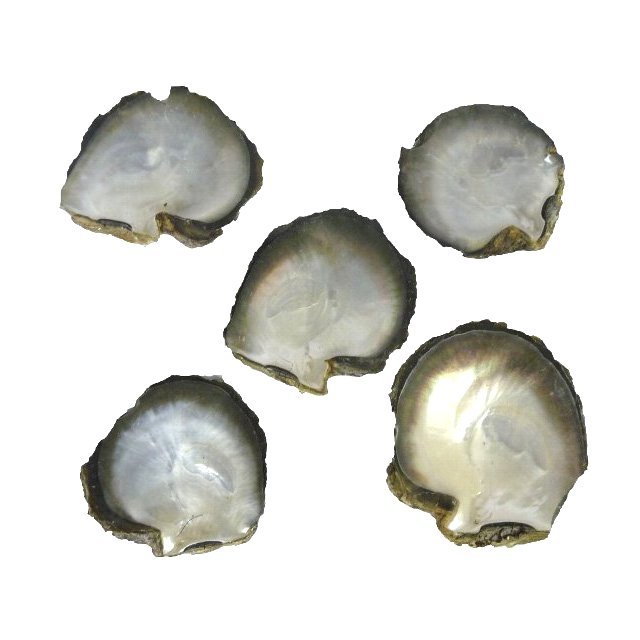 285ZZ2437.jpg
