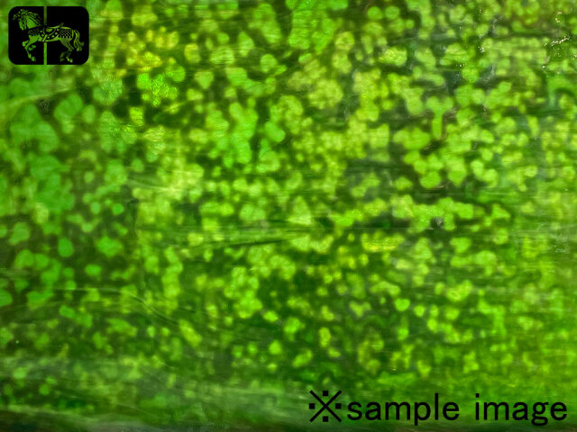 YG 1444RGi ホワイト／グリーン イリデッセント（IR）