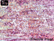 ウロボロス　00-49　ゴールドパープル/ホワイト　リングモトル