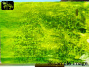 YG 1431RG ホワイト/ライムグリーン/エメラルドグリーン