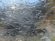 OGTスペクトラム　100K-F クリアクリンクルフュージブル　膨張係数96(COE96)　