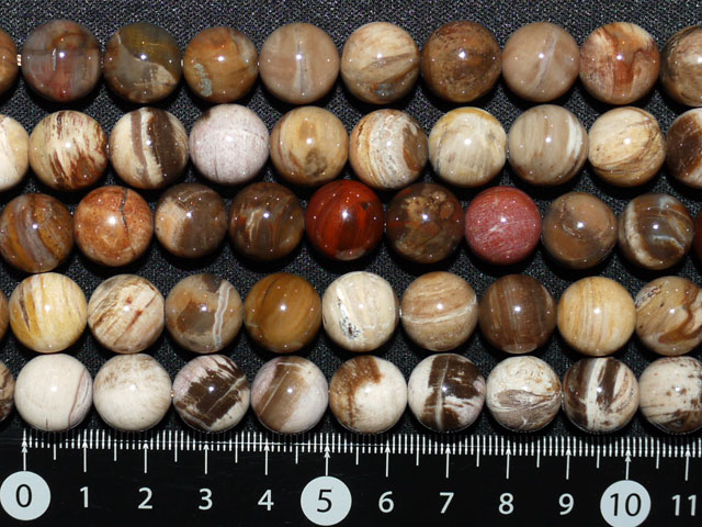 木化石　12ミリ　