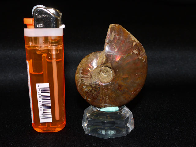 アンモナイト化石　50グラム