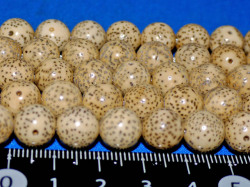 星月菩提樹　10ミリ