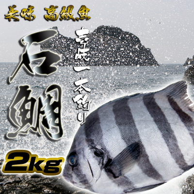 石鯛剥製 イシダイ 標本 魚体30㎝ 額60.5×51.5×5㎝ 額装 栄螺 2025年最新】イシダイ 剥製の人気アイテム - メルカリ