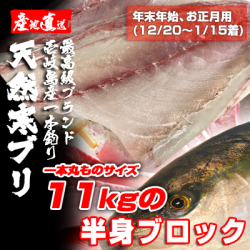 壱岐一本釣りブリ（一本丸ものサイズ11キロ台の半身ブロック★～1/15着★