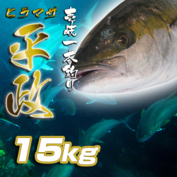 壱岐一本釣りヒラマサ15k　