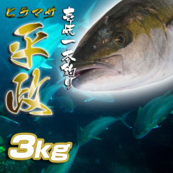 壱岐一本釣りヒラマサ3ｋ　