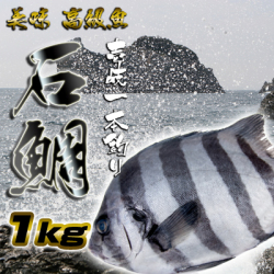 壱岐一本釣り イシダイ1k 玄界灘壱岐島 七里ヶ曽根市場