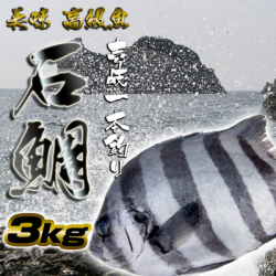 壱岐一本釣り　イシダイ3ｋ　