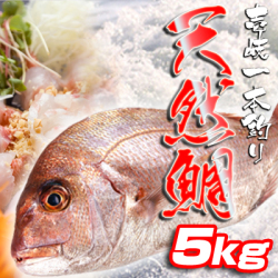 壱岐一本釣り 天然タイ5k 玄界灘壱岐島 七里ヶ曽根市場