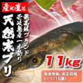 壱岐一本釣りブリ11k　（～1/15着）　