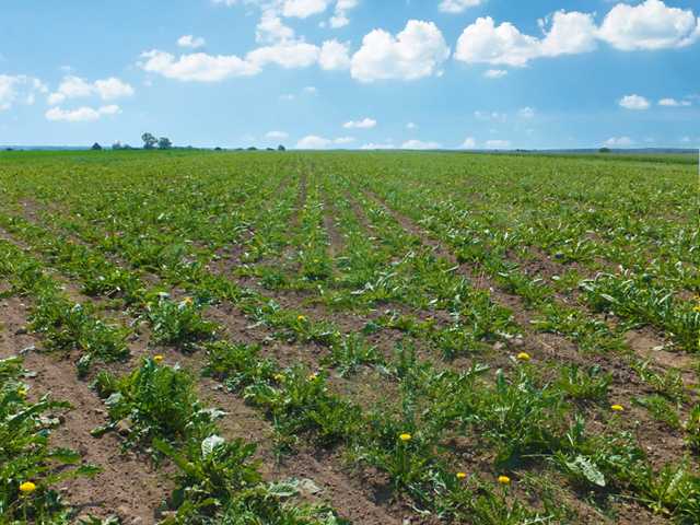 ポーランドで栽培