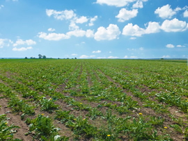 良質で安全なたんぽぽを育てる