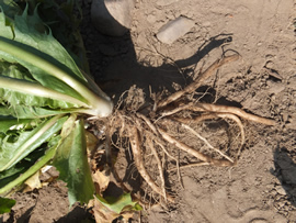 太く成長したたんぽぽ根