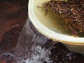 たんぽぽを洗う