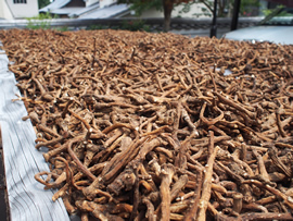 たんぽぽを良く乾かす