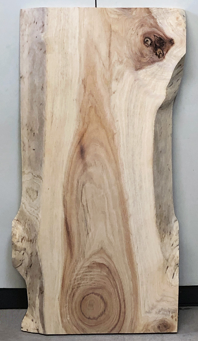 AG-905 クスノキ看板材■売却済み