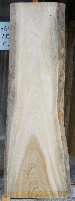 ＡＧ－３８２　楠木（くすのき）看板材