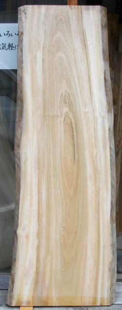 ＡＧ－３８４　楠木（クスノキ）材