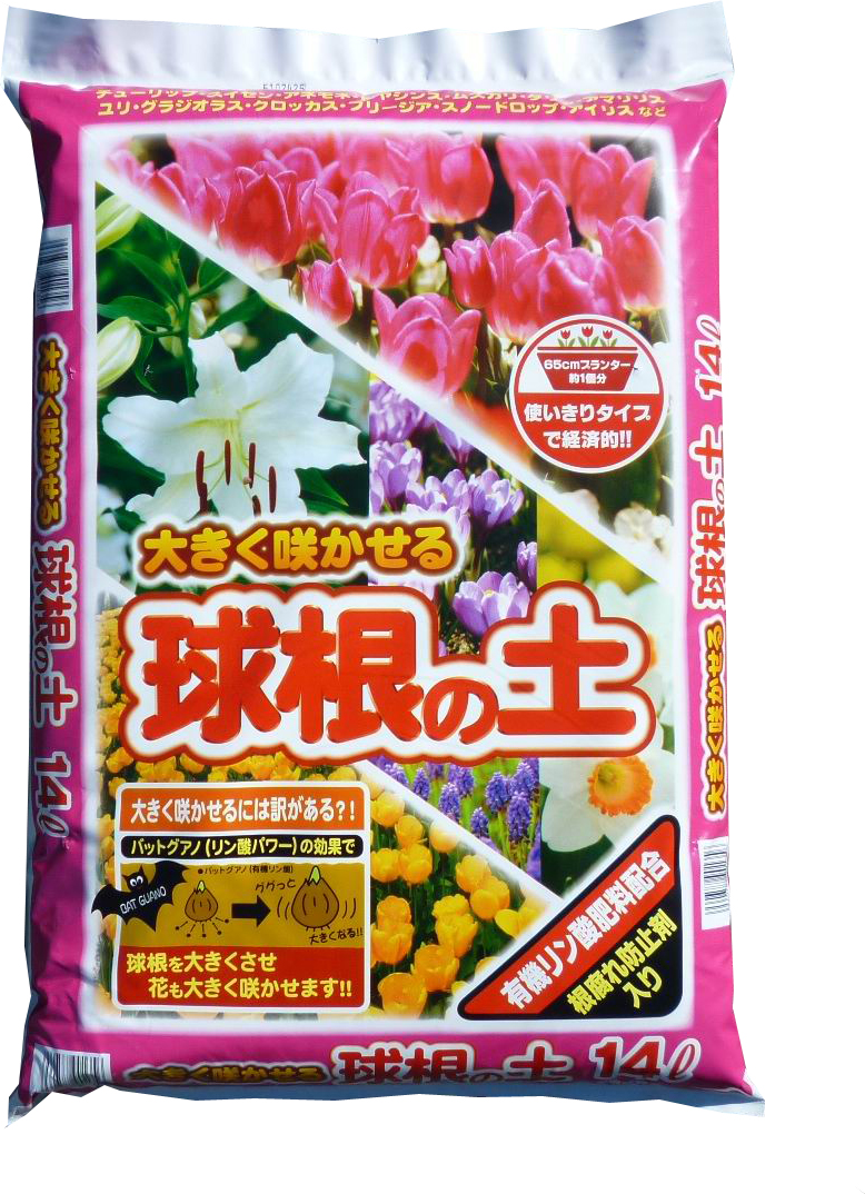 球根 チューリップを育てよう