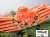 793_thum.jpg