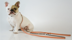 【sleepypod】Slim Leash /スリムリーシュ（4色）【犬用・猫用リード】