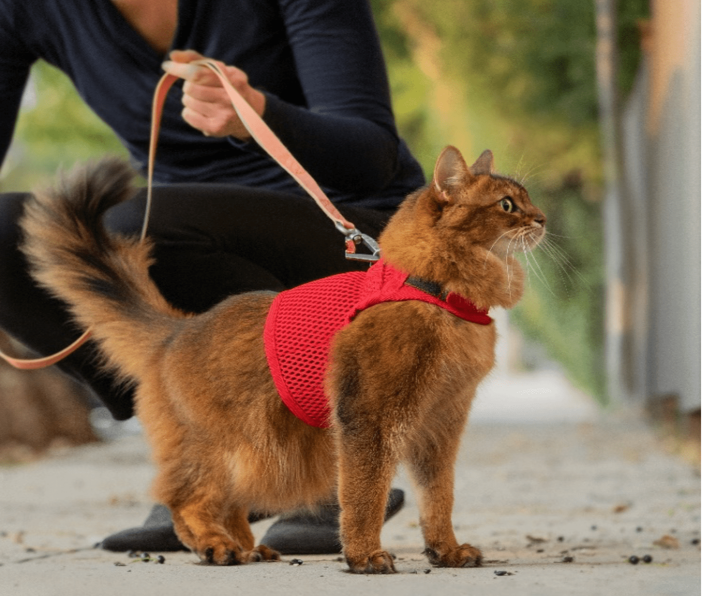 【sleepypod】Martingale Cat Harness / マーチンゲールキャットハーネス　Mサイズ（全5色）