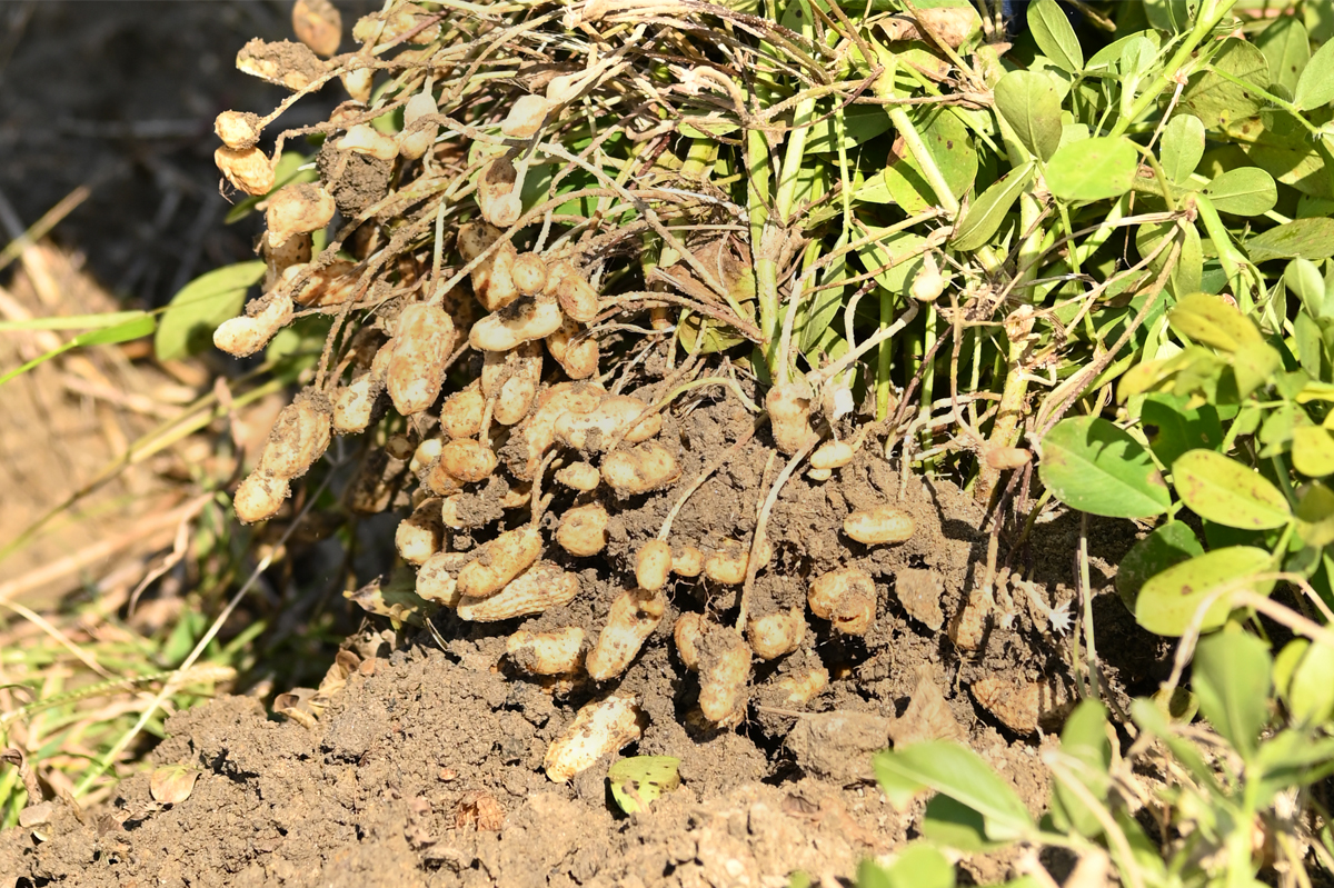 奈良県産 焙煎落花生(農薬不使用)