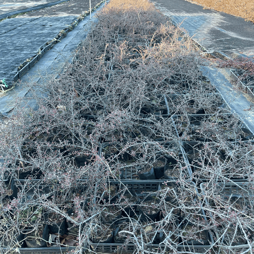 コトネアスター グラウコフィラス 苗 1,500ポット