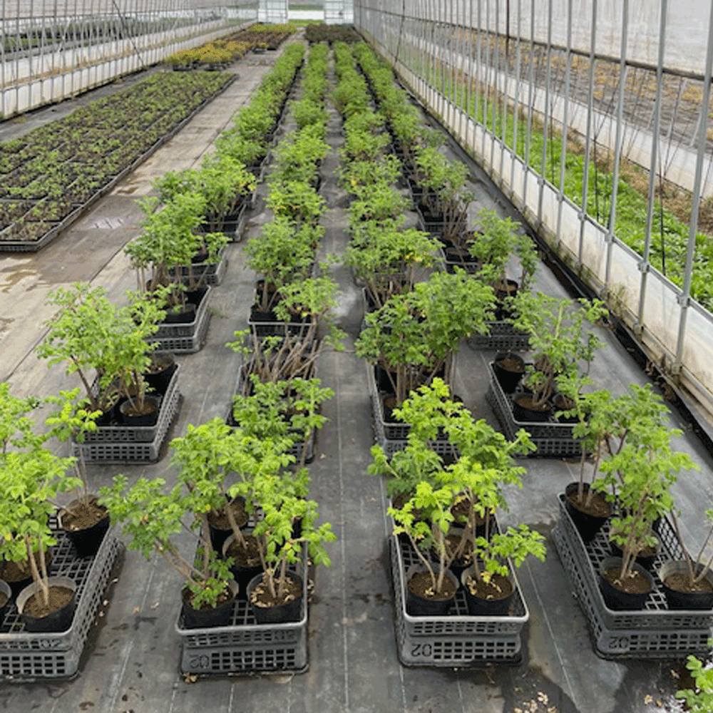 ハマナス_H0.5_400