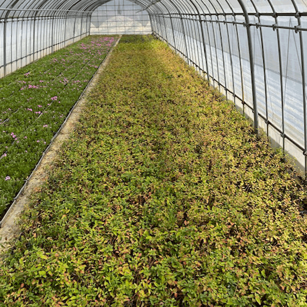 ヒペリカムヒデコート_5000