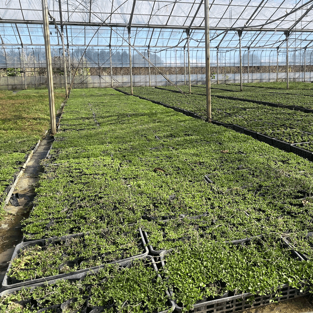 ヒメイワダレソウ 5000p