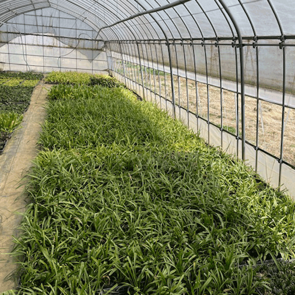 キチジョウソウ_2000