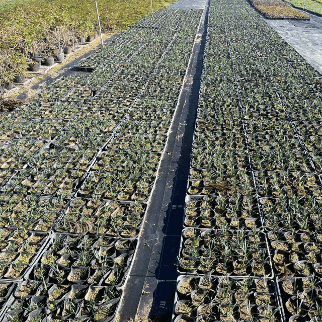 ヒガンバナ 10000p