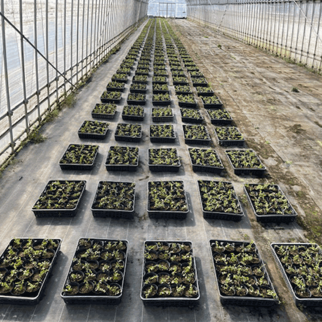 ビンカミノール_6000