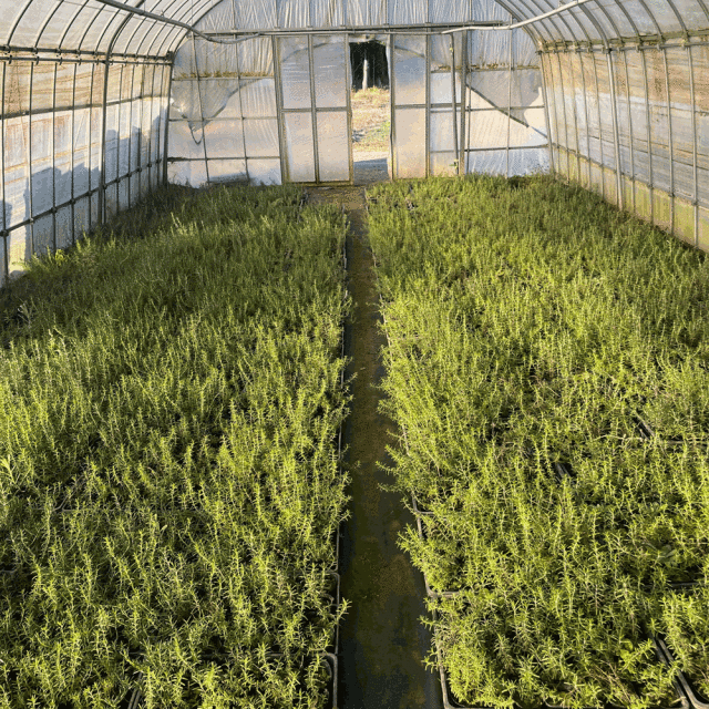 ローズマリー 4000p