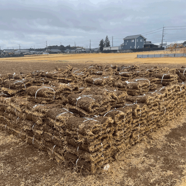野芝 半ロール 600平米分
