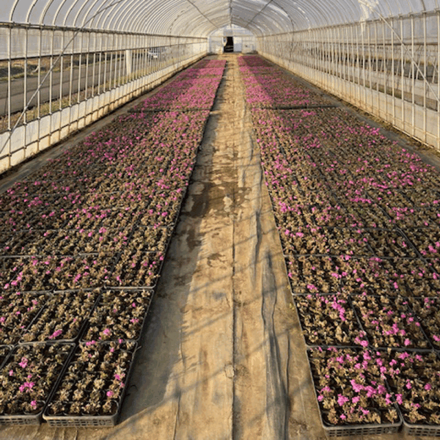 芝桜_ダニエル_15000