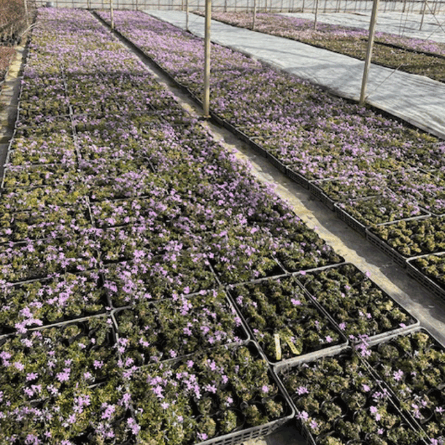 芝桜_ピンク_10000-2