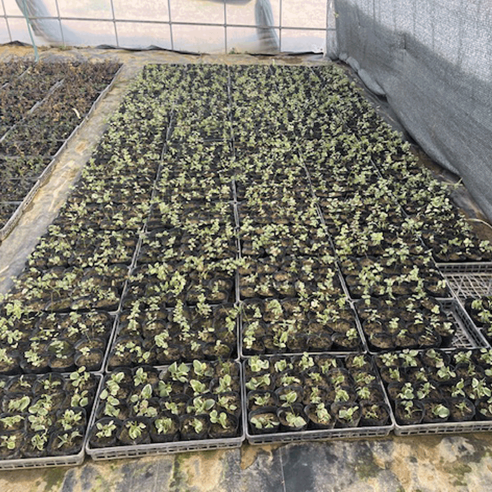 ビンカマジョール斑入り_2000